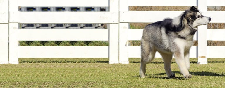 How to Train a Husky as Guard Dog